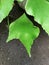 Closeup view of Adiantum trapeziforme, theÂ giant maidenhairÂ orÂ diamond maidenhair